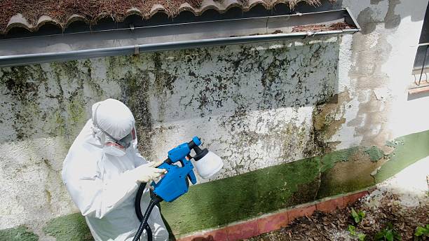 Top rated local Mold Remediation specialists in Herndon, PA
